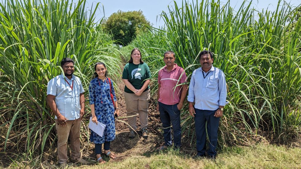 Soil health in Indian sugarcane systems